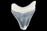 Serrated, Bone Valley Megalodon Tooth - Florida #99849-1